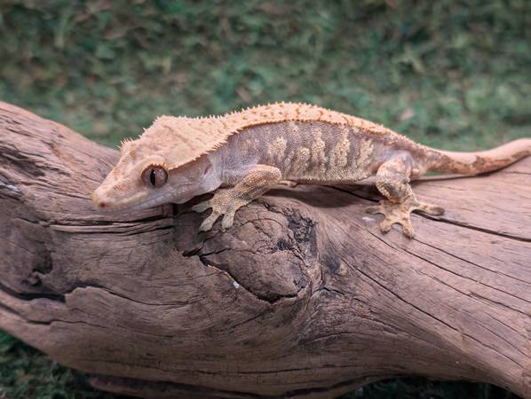 Crested geckos (Sioux Falls)63667796268033121