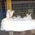 FIRST TIME BRED Rabbits ready to have babbies, info on all dates 1 thumbnail