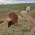Alpaca 3 thumbnail