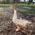 Sebastopol Goslings (Geese Babies) 3 Females each 8 thumbnail