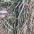 Oat Hay 3 thumbnail