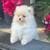 Pomeranian puppies 2 thumbnail