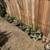 Hugh Cactus, Succulent, Plants. and Garage Sale 3 thumbnail