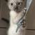 Kittens to a loving home 7 thumbnail