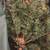 Stunning Massive 8.5ft pre-lit Frontgate Christmas Tree 11 thumbnail
