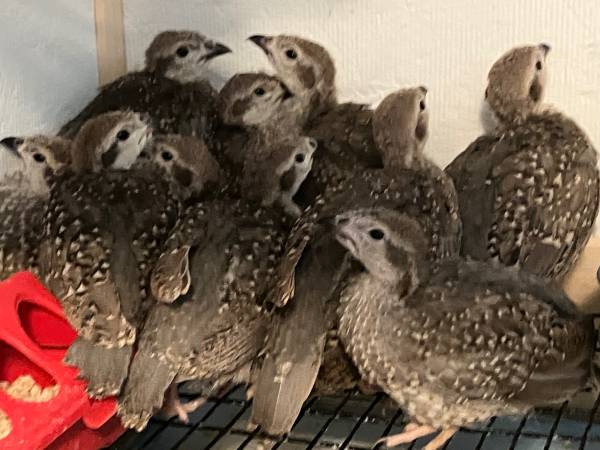 Chukar Partridge 1