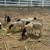 Sheep & Goats 15 thumbnail