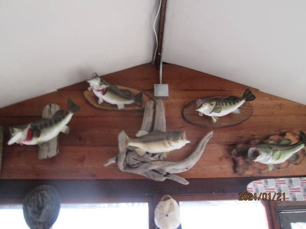 deer mounts and fish 1