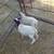 Young Rams 3 thumbnail
