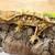 Crested Geckos 8 thumbnail