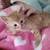 Kitten orange 1 thumbnail