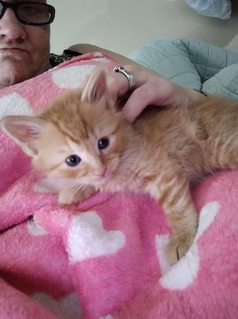 Kitten orange 1