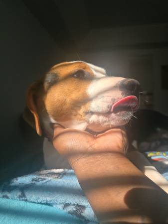 4 month old puppy for rehome (Charlotte)63927795516163124
