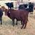 Replacement Heifers 4 thumbnail