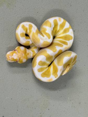 ALBINO CLOWN (GAINESVILLE)63687863817345120