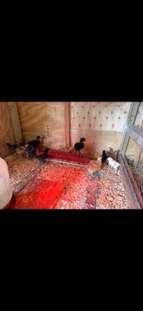 Chickens 1