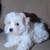 Maltese/Poodle Mix Puppies 3 thumbnail