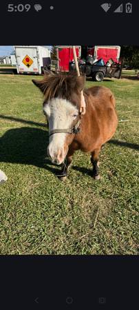 Mini Pony 1
