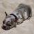 Rehoming French bulldog puppies 6 thumbnail