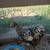 Orpington chickens 3 thumbnail