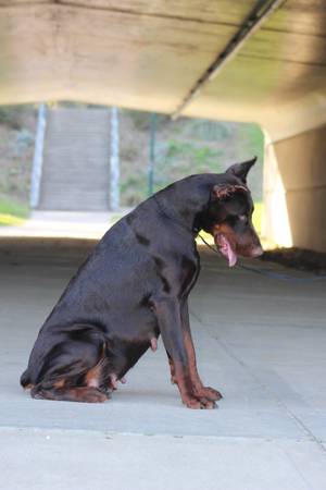 Hembra Doberman Europeo (Houston)63859316436867121