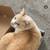 Flame Point Siamese Cat 5 thumbnail