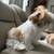2 Shih tzu females 8 thumbnail