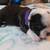 Boston Terrier Puppies 12 thumbnail