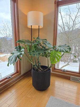 Assorted Indoor Plants 1