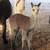 Alpacas 6 thumbnail
