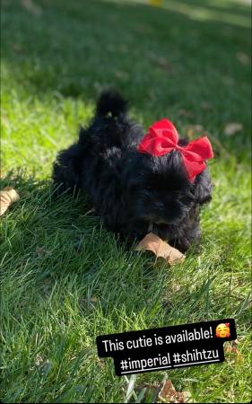 Imperial ShihTzu63670608395651121