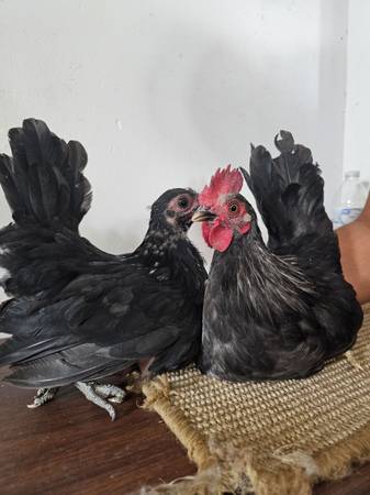 black japanese bantam (Dinuba)63873028043523121