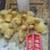 Ducks and chicks 3 thumbnail