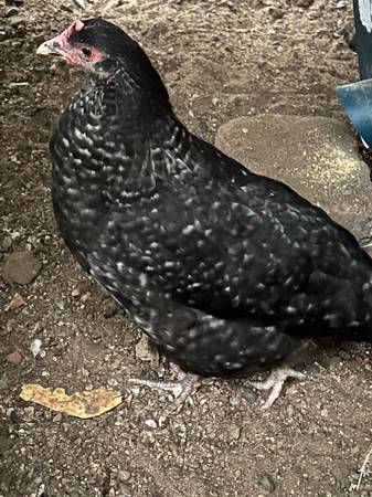Cuckoo Marans Chickens almost laying age (Downey)63870036909313122