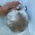 Rabbits - Mini Lops 8 thumbnail
