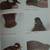*WATERFOWL PAINTING. Blue Ribbon Technique. by William Veasey. AS NEW. 6 thumbnail
