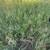 Pasture needs bailed 3 thumbnail