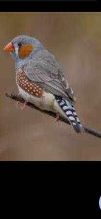 Zebra finches 1