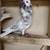 Old Dutch Capuchine Show Pigeon 4 thumbnail