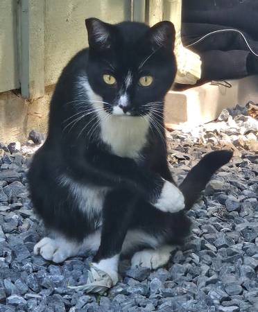 TuxedoCat (sebastopol)63869605457539122