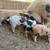 Kunekune Piglets 3 thumbnail