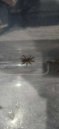 HMAC(Heteroscodra maculata) Tarantulas for sale 1
