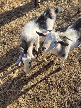 Goats males 1