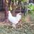 Chickens for sale 3 thumbnail