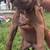 Full blooded putbulls 5 thumbnail