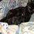 New born baby kittens 1 thumbnail