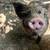 Kune Kune Piglets – Gilts & Barrow – Ready 4 thumbnail