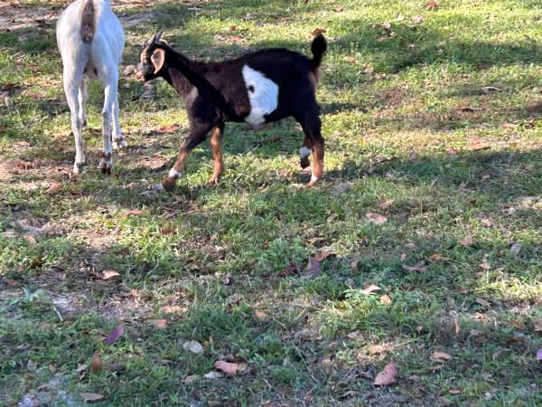 Kiko baby Goats 1