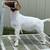 FFA/4H SHOW GOAT PROJECTS RISING VALLEY LIVESTOCK 9 thumbnail