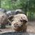 Kune Kune Piglets – Gilts & Barrow – Ready 2 thumbnail